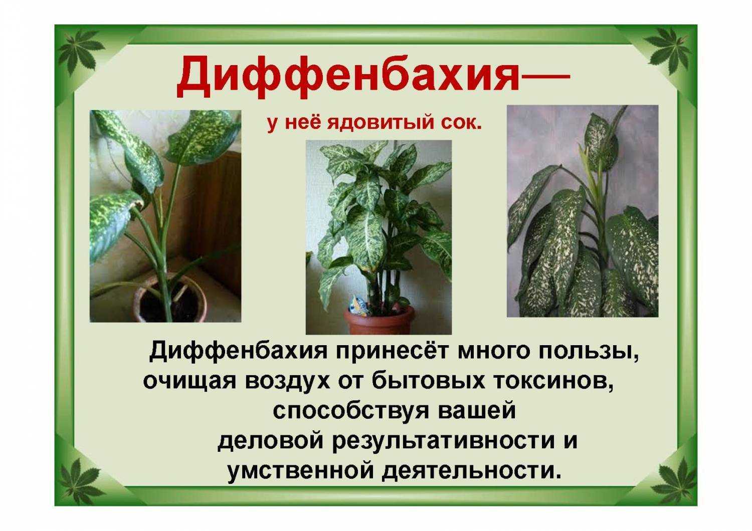 Диффенбахия: условия содержания в домашних условиях, приметы, виды
