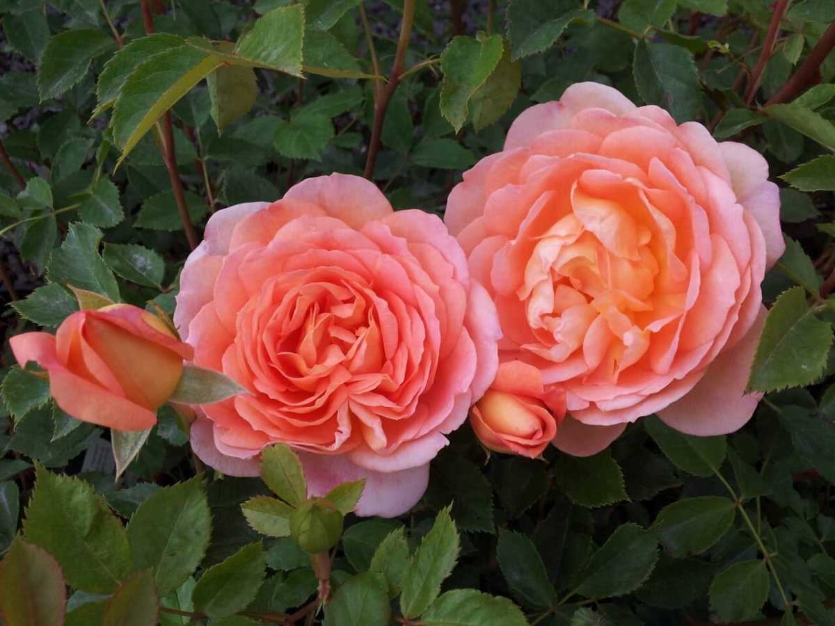 Роза леди оф шалот (lady of shalott): фото, отзывы, описание кустарниковой парковой розы остина, характеристики, выращивание в полутени