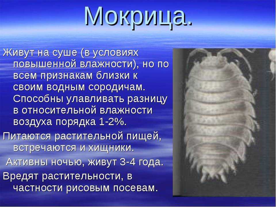 Как избавиться от мокриц в квартире: 26 способов