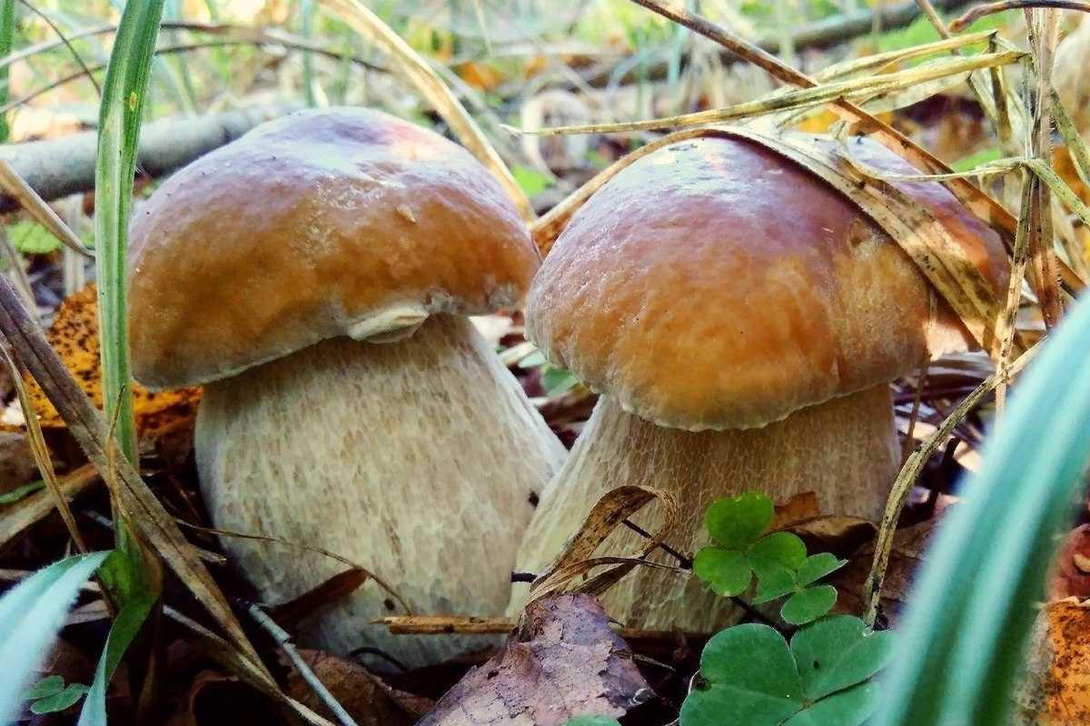 Осенние грибы — когда и какие пойдут, как отличить от опасных двойников