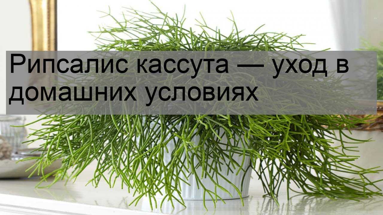 Рипсалидопсис: фото цветка, уход в домашних условиях, размножение, цветение, пересадка, сорта