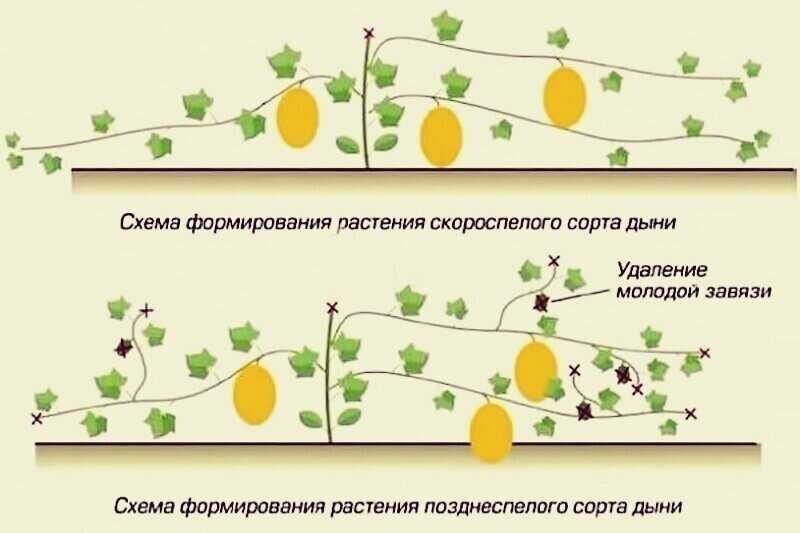 Выращивание арбузов в открытом грунте: выбор сорта, схема посадки, уход