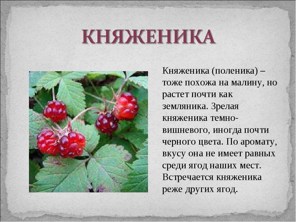 Выращиваем царь-ягоду бруснику в открытом грунте: советы по агротехнике