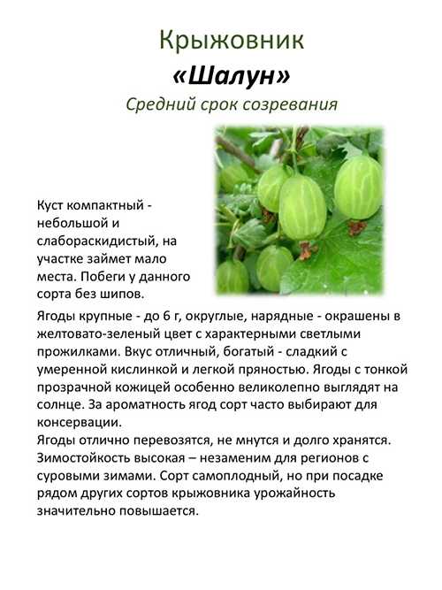 Посадка крыжовника в открытый грунт летом, весной: саженцами, пошаговая инструкция, руководство, с чем сажать рядом, где лучше на приусадебном участке