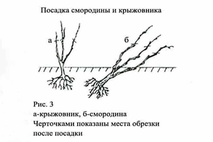Посадка крыжовника, как правильно посадить летом, весной или осенью