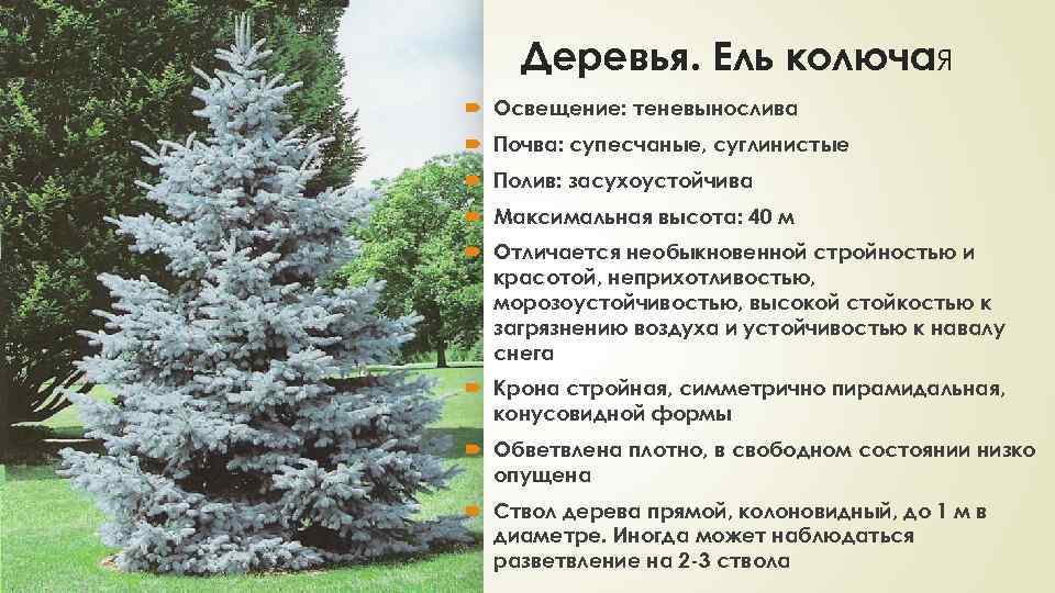 Ель обыкновенная