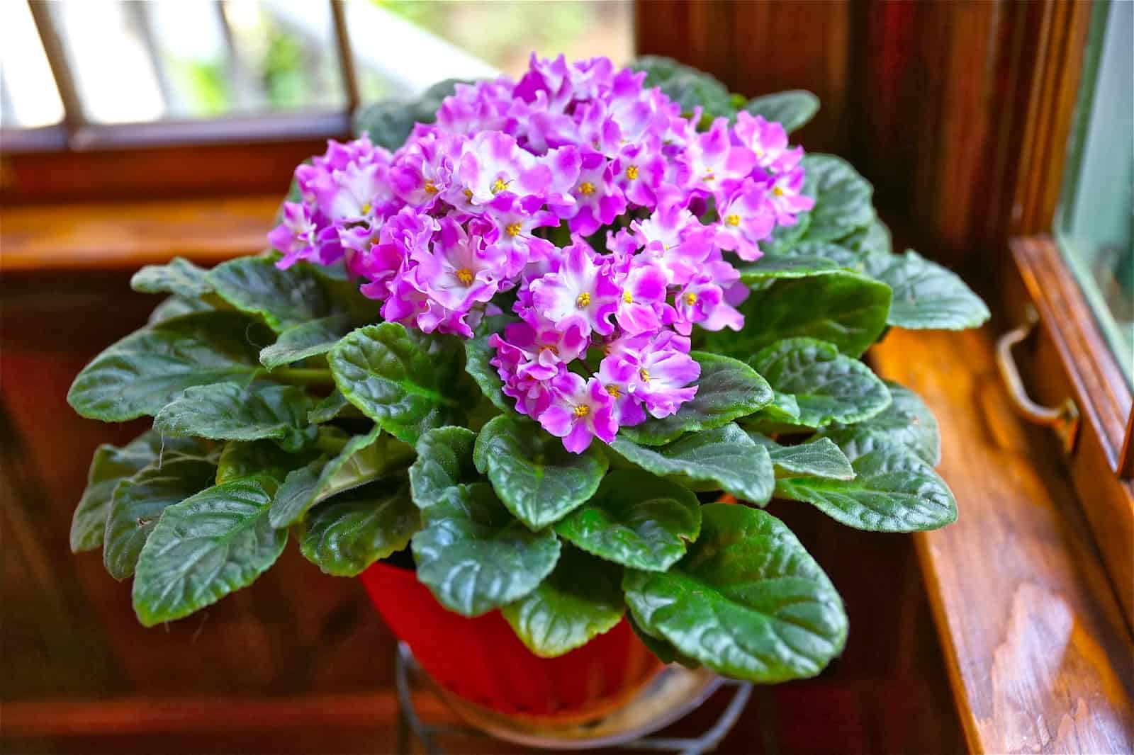 Сенполия, или узамбарская фиалка