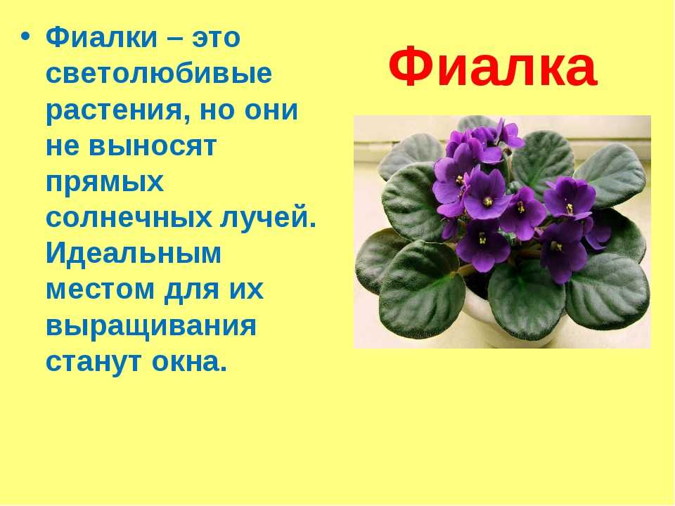 Глоксиния: как ухаживать в домашних условиях, советы по выращиванию. все о размножении глоксинии – 8 разных способов