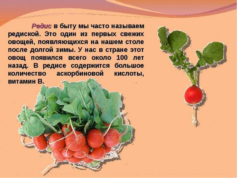 Ботва редиски: полезные свойства и противопоказания, химический состав, а также можно ли есть листья, какую пользу и вред приносят, как применять?дача эксперт