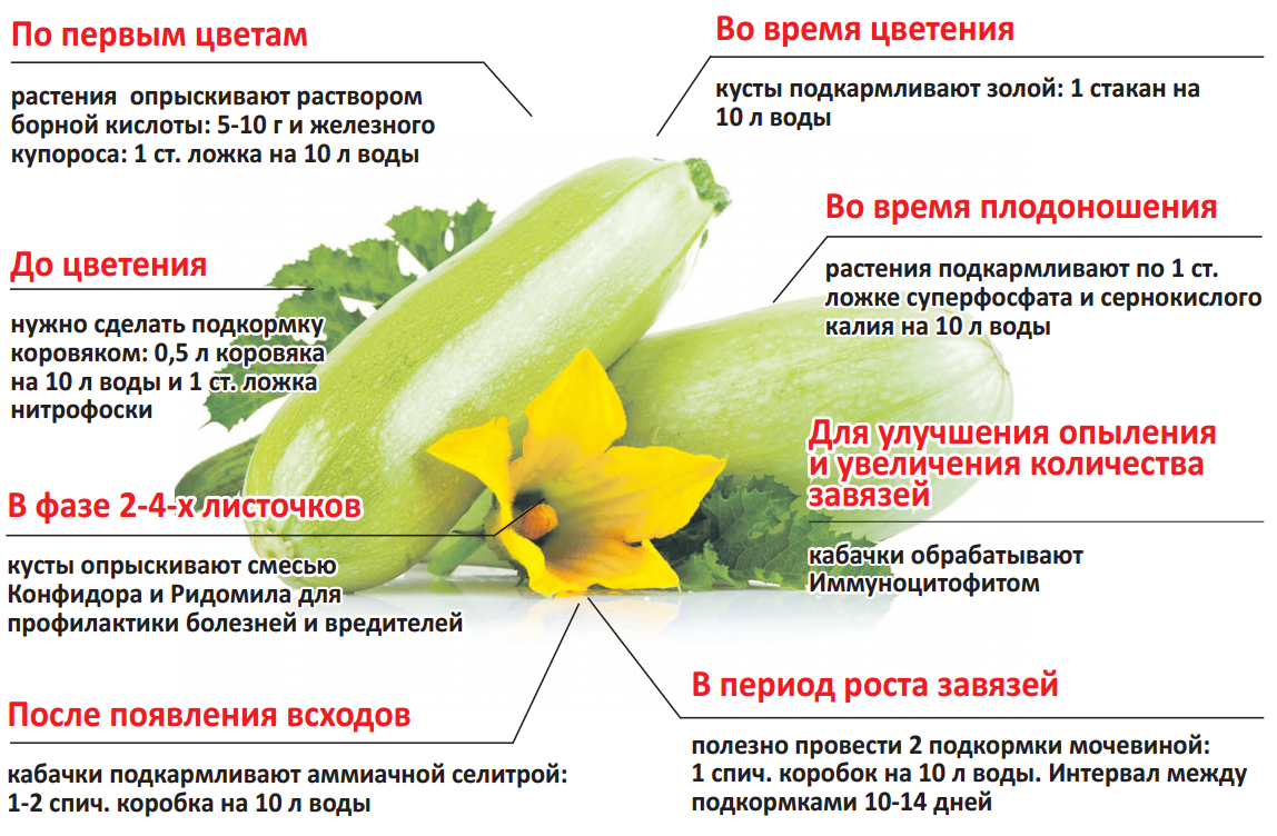 Уход за глоксинией в домашних условиях