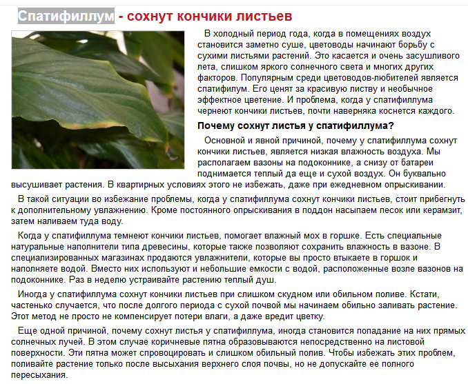 Ядовит спатифиллум или нет: его польза и вред для дома, а также опасны ли свойства цветка для здоровья кошек и человека, и когда бывает аллергия на женское счастье? selo.guru — интернет портал о сельс