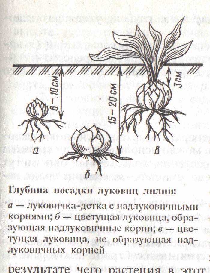 Можжевельники виды и сорта с фото, описание сортов