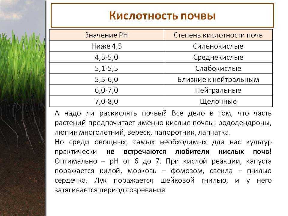 Правильный выбор грунта для цикламенов: какая земля нужна и как приготовить смесь самостоятельно? выращиваем дома цикламен: важные нюансы посадки и ухода за требовательным красавцем какой грунт подойд