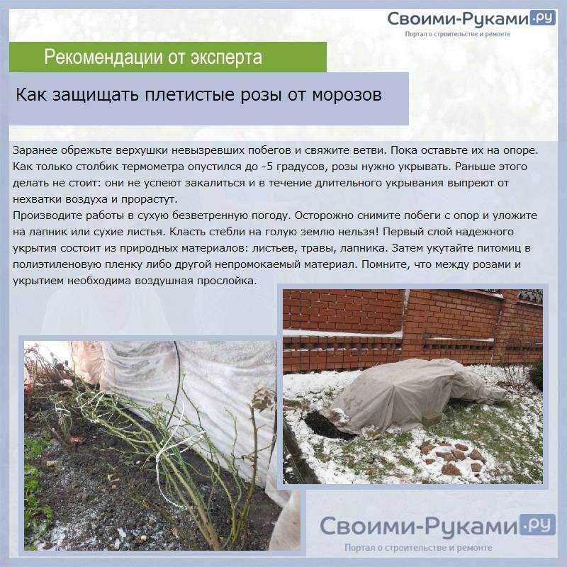 Как укрыть розы на зиму в подмосковье, сибири, средней полосе?