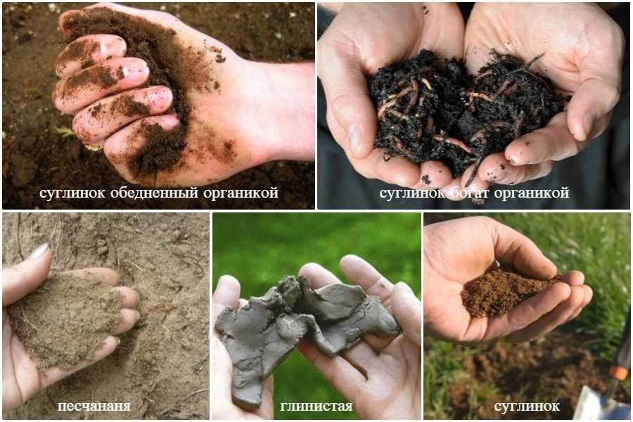 Плодородие почвы: виды, от чего зависит, как повысить