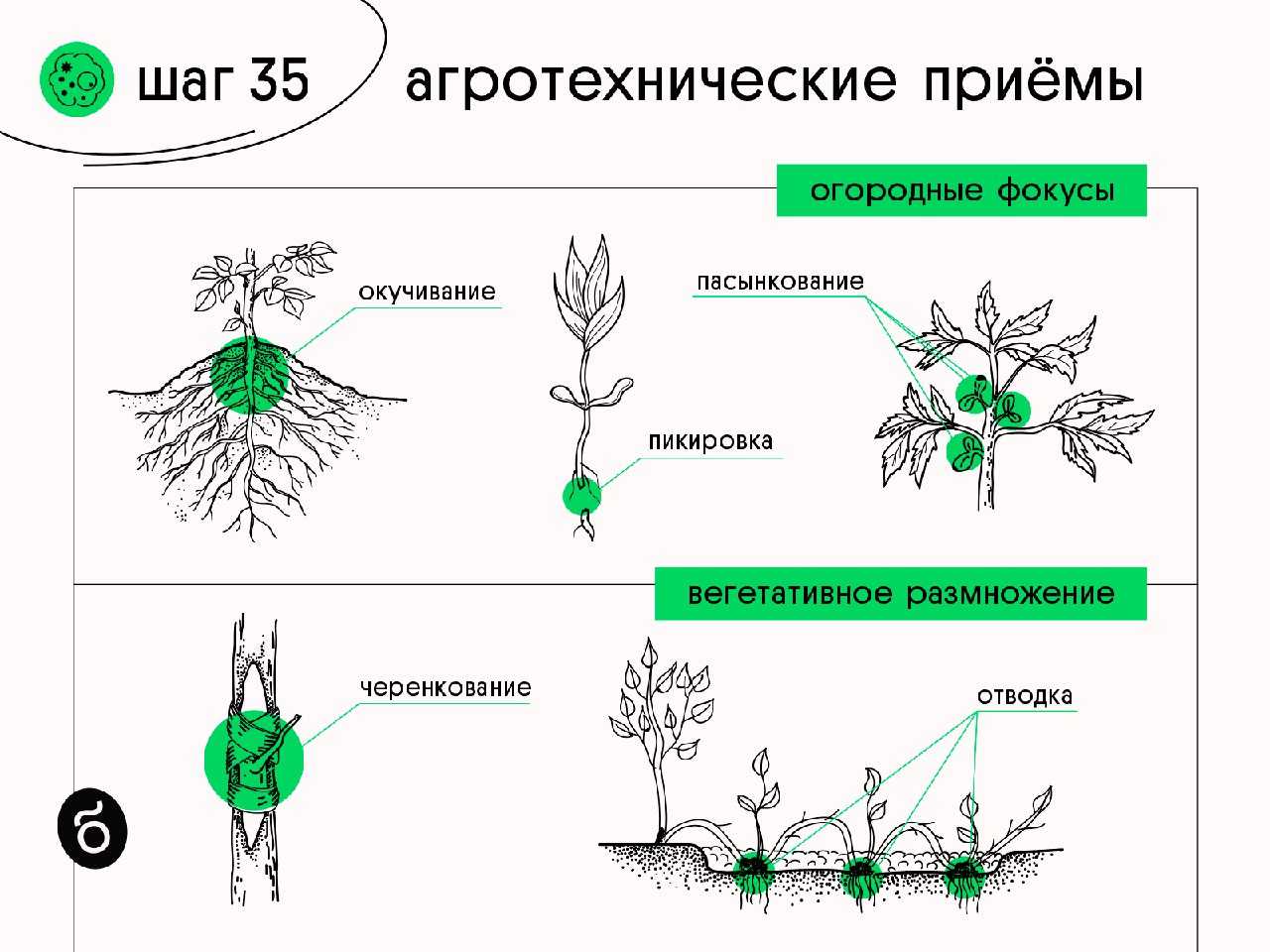 Окучивание картофеля: зачем и для чего окучивают картошку, почему это способствует повышению урожайности, как правильно это сделать, какую не надо окучивать