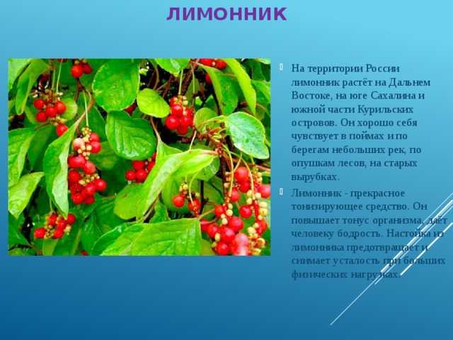 Лимонник китайский: выращивание, уход на урале и в подмосковье