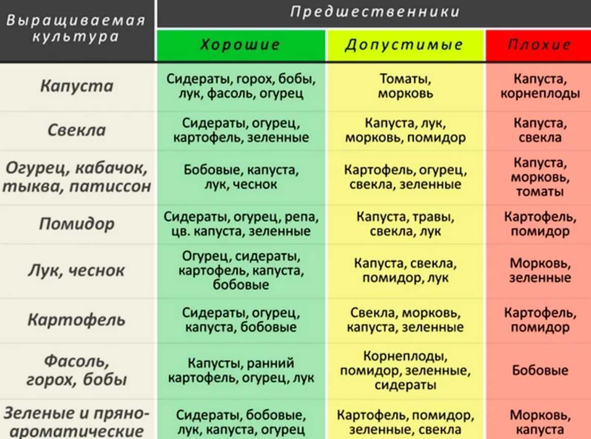 Что сажать после капусты на следующий год, предшественники капусты