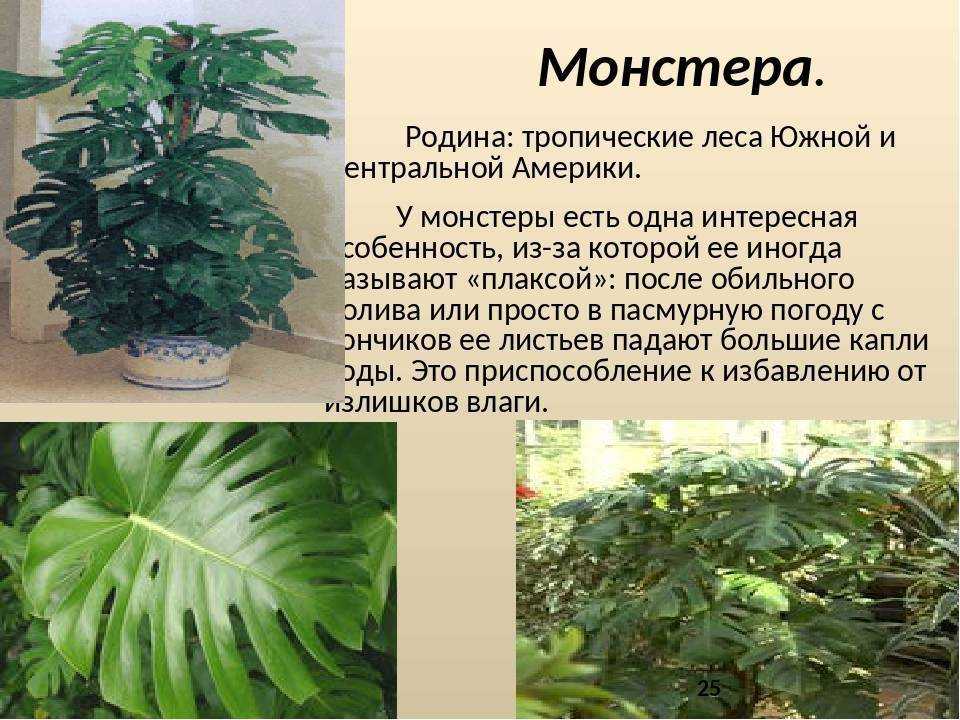Почему монстеру нельзя держать дома