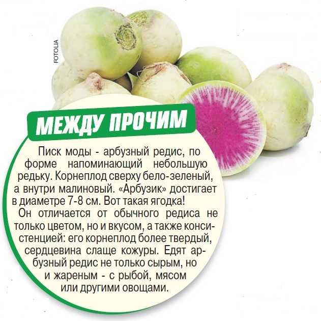 ✅ арбузный редис: польза и вред, история селекции, посадка и уход, фото - tehnoyug.com