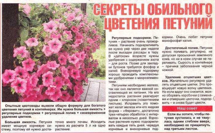 Орхидея: описание, 12 правил ухода, пересадка (фото) +отзывы