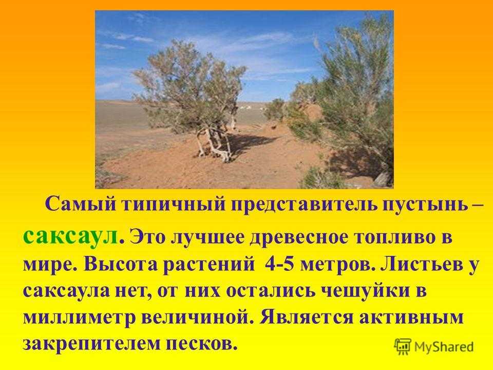Саксаул (haloxylon) фото рассказ о саксауле, животные песчанки жуки, фото саксаул двудольные растения на zooschool.ru