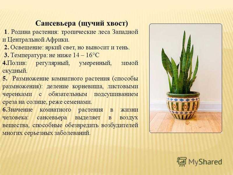Цветок щучий хвост: описание, уход в домашних условиях, пересадка, приметы