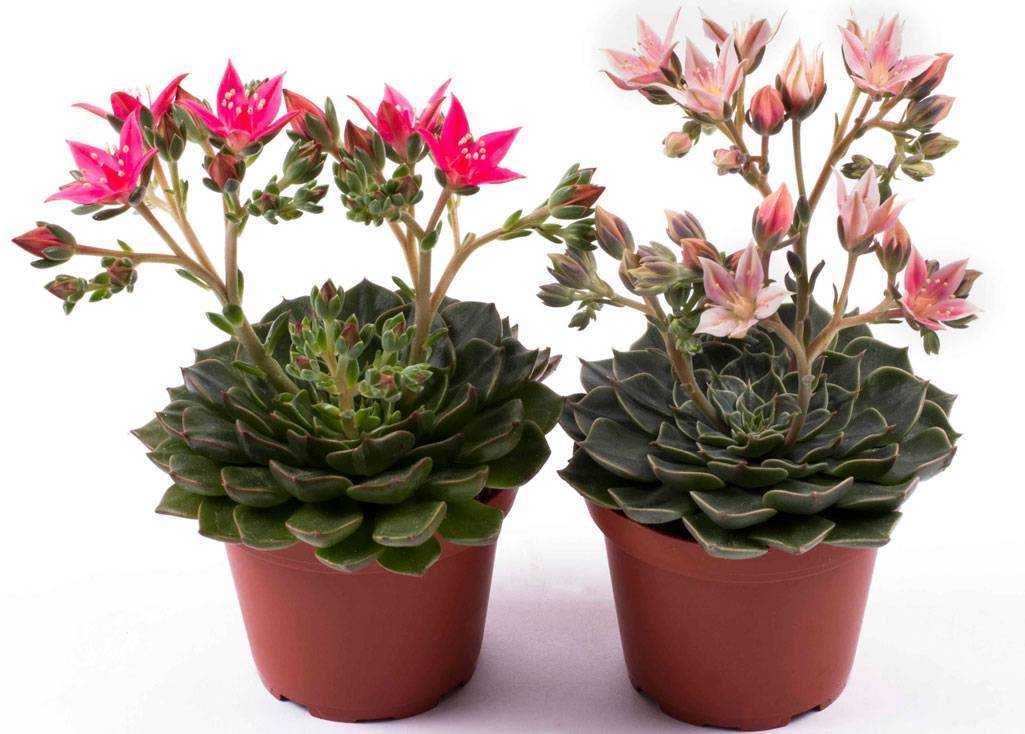 Граптопеталум Graptopetalum либо пятнистолепестник ― данный род имеет прямое отношение к семейству толстянковые Crassulaceae Он объединяет около 20 видов растений, которые представлены суккулентами