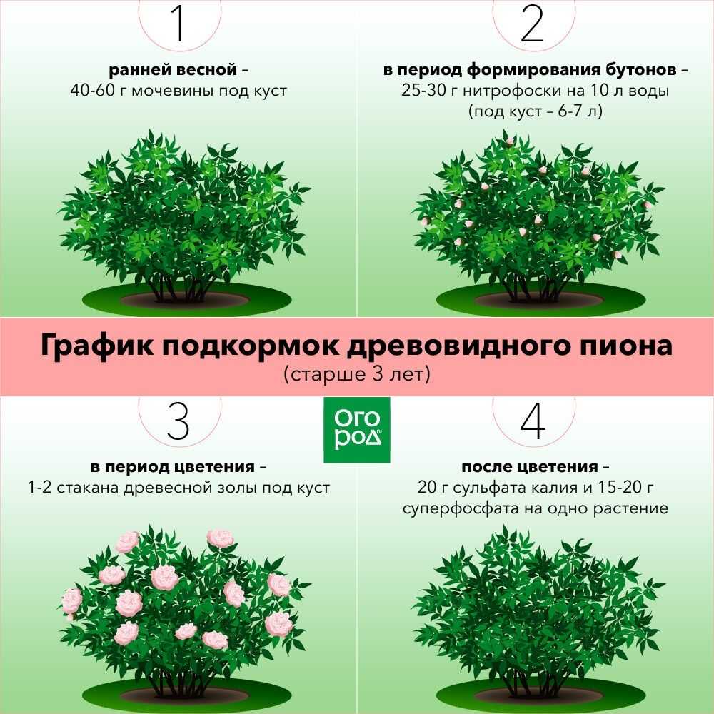 Древовидный пион: уход и выращивание