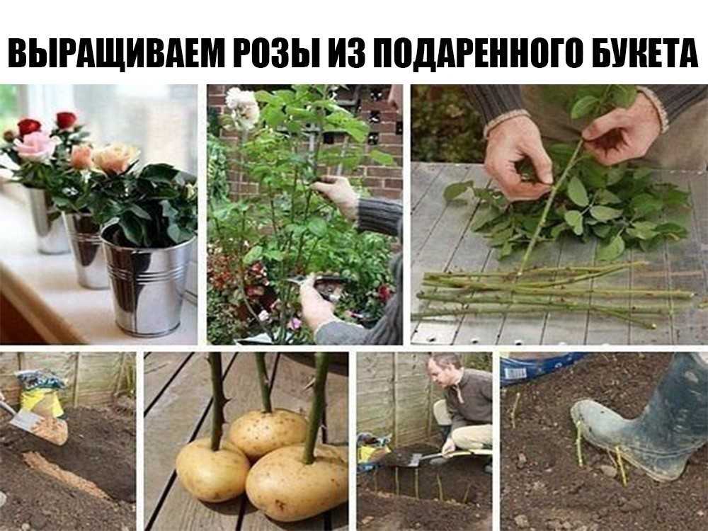 Как вырастить розу из черенков в домашних условиях в картошке: плюсы и минусы метода, а также как правильно посадить и укоренить цветок в картофеле в горшке? selo.guru — интернет портал о сельском хозяйстве