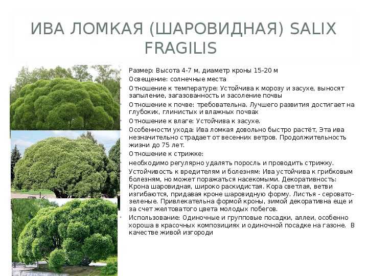 Ива шаровидная посадка и уход в открытом грунте