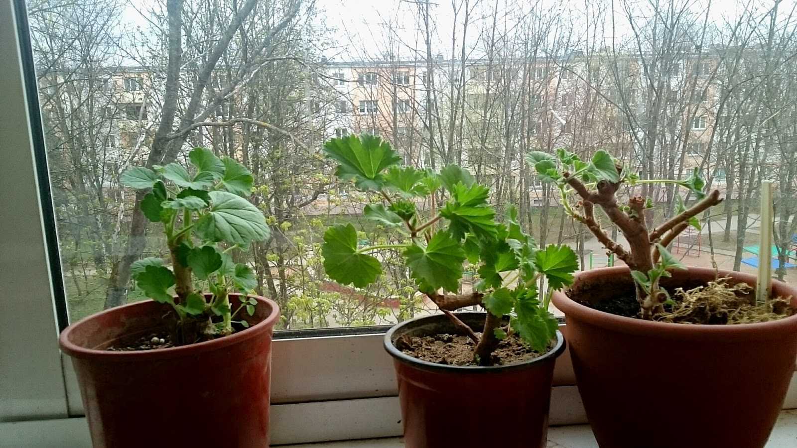 Уход за геранью в домашних условиях – гид с пошаговыми инструкциями и 25 фото