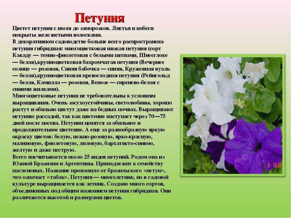 Петуния (60 фото) - виды, уход и выращивание