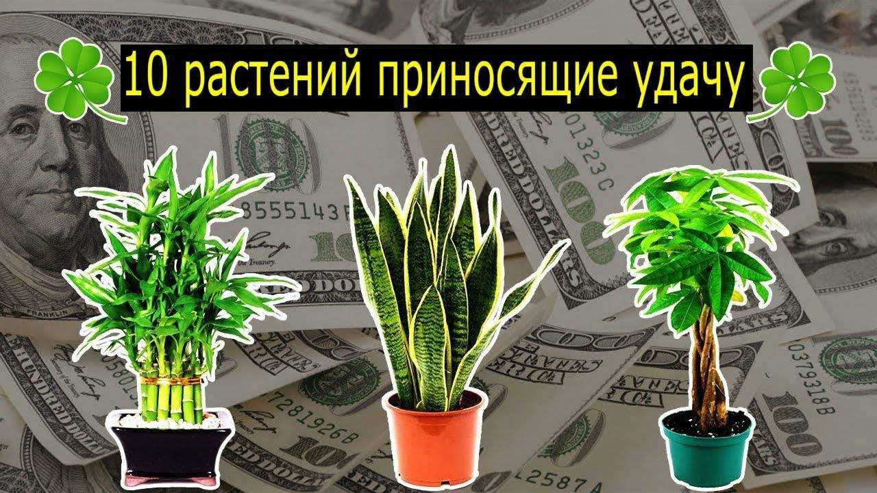 Комнатные растения, которые принесут в дом счастье и удачу