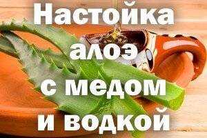 Настойка алоэ selo.guru — интернет портал о сельском хозяйстве