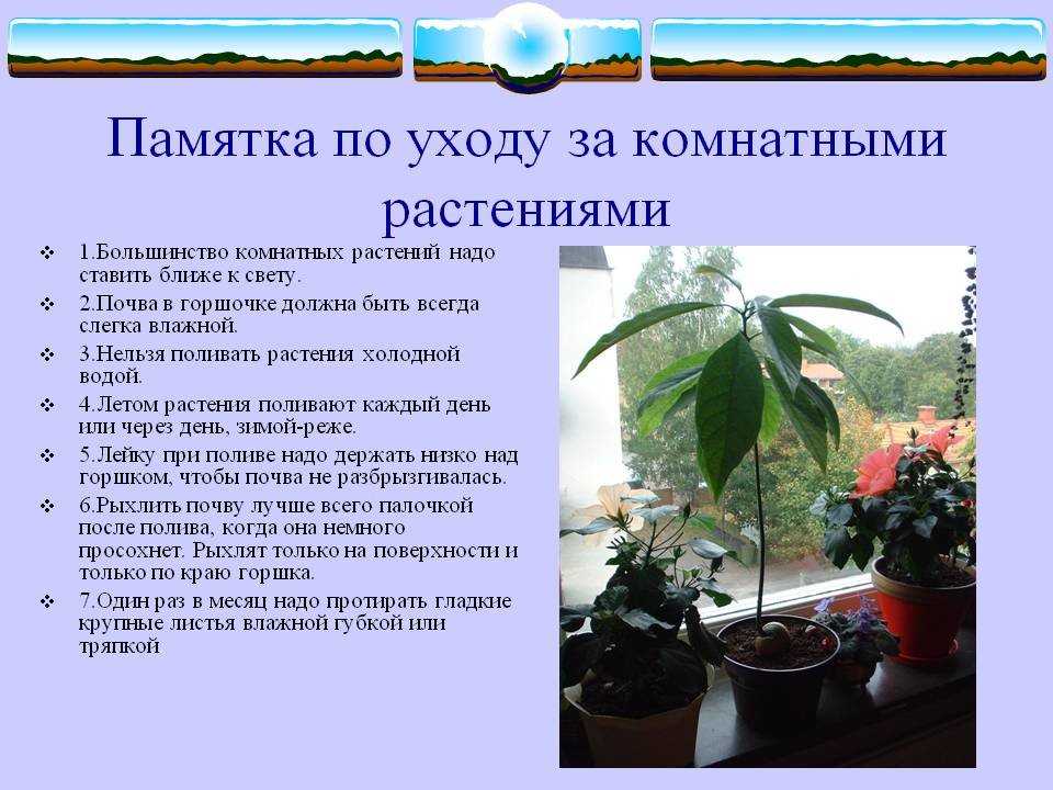 Описание и названия луковичных комнатных растений (+23 фото)
