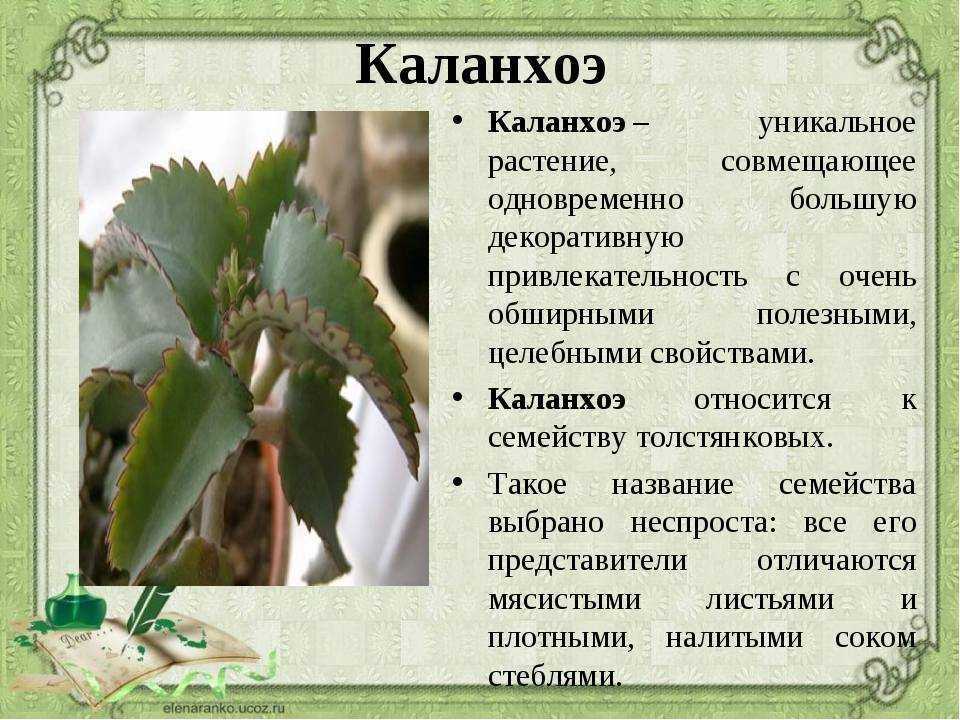 Каланхоэ «каландива» — длительное цветение почти без ухода в домашних условиях. фото — ботаничка