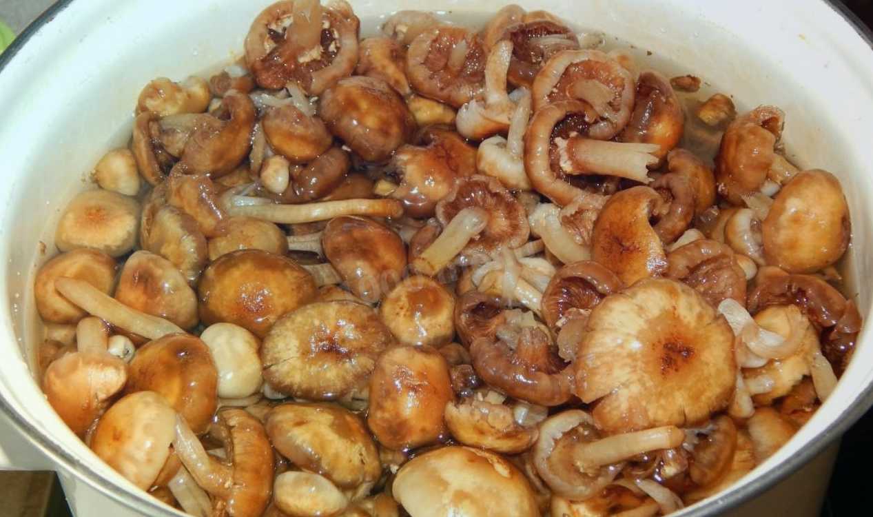 Как и сколько варить опята (замороженные, свежие)?