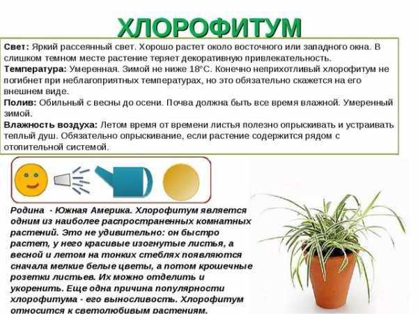 Презентация «паспорт комнатных растений» презентацию подготовила: воспитатель высшей квалификационной категории кичигина н.а. мадоу 18 «детский сад «ладушки» - презентация