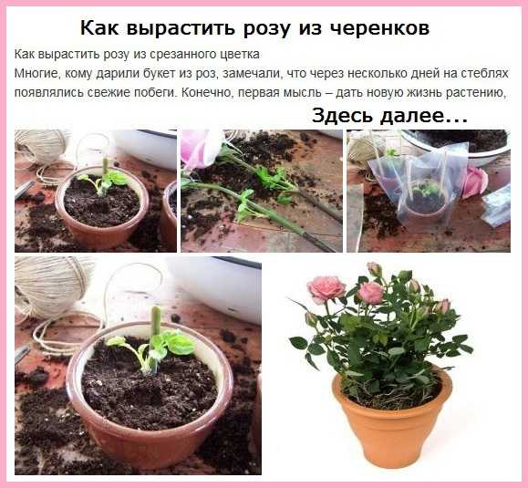 5 верных способов вырастить розу из букета
