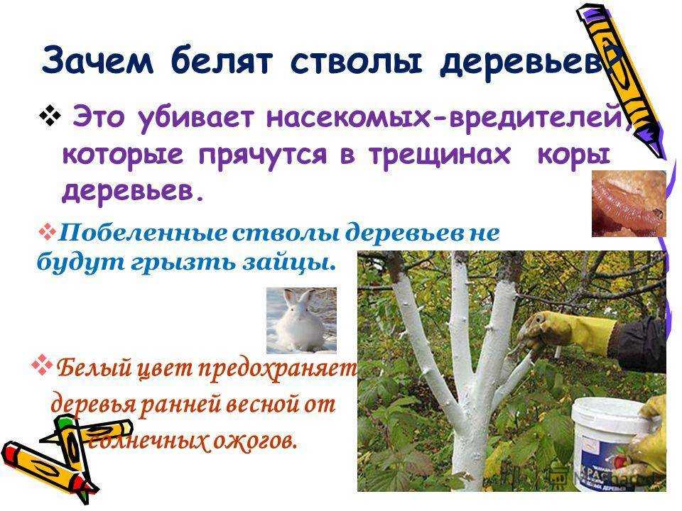 Побелка деревьев. для чего нужна, когда и чем белить деревья