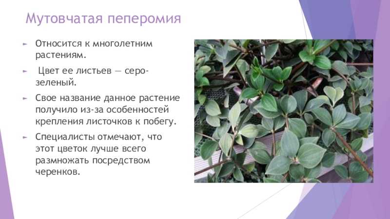 Уход за пеперомией в домашних условиях