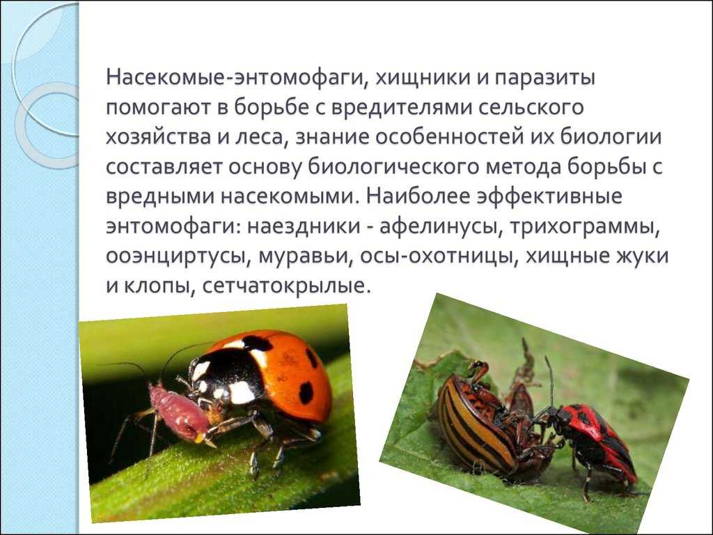 Тля – описание, виды, чем питается, жизненный цикл, фото