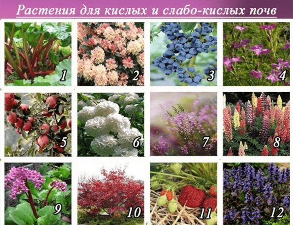 Какую почву любят розы: кислую, щелочную или нейтральную, оптимальный состав грунта - etocvetochki.com