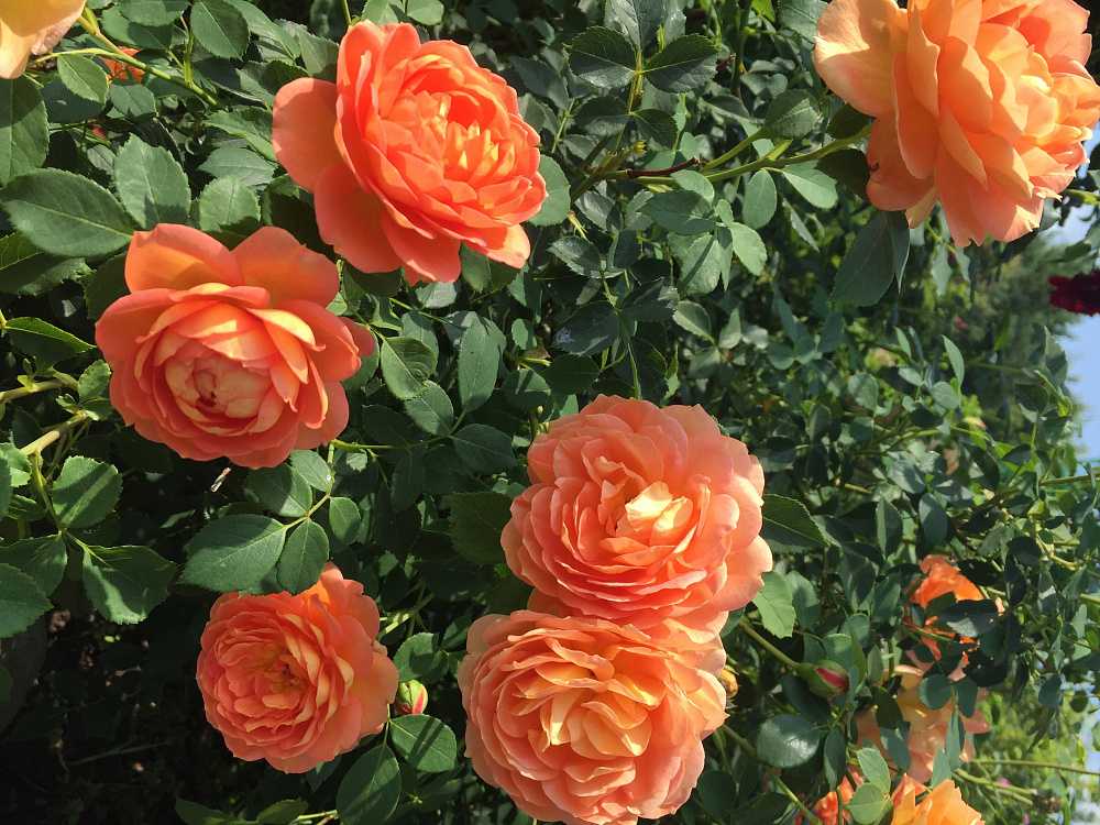 Роза леди оф шалот (lady of shalott): фото, отзывы, описание кустарниковой парковой розы остина, характеристики, выращивание в полутени