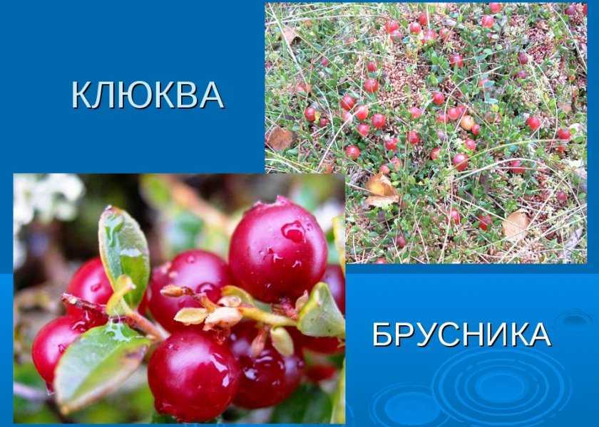 Брусника и клюква: отличия во внешнем виде, составе и свойствах