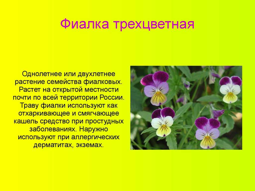 Необычная садовая фиалка — описание и фото