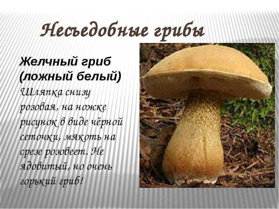 Ложный белый гриб (желчный гриб, горчак)