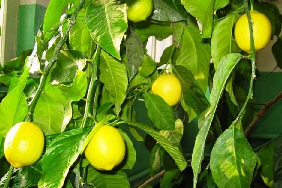 Как вырастить лимон из косточки в домашних условиях — фото, пересадка, обрезка