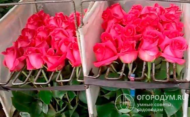 Роза пинк флойд (pink floyd): фото и описание, отзывы о цветах